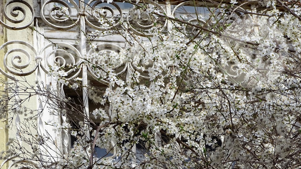 Красотата на пролетта!