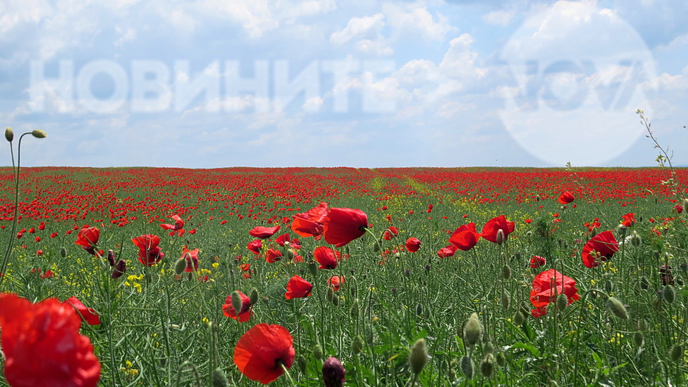 Красива, макова безкрайност