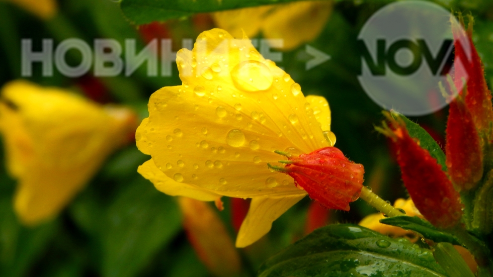 Докосна ги нежно дъжда