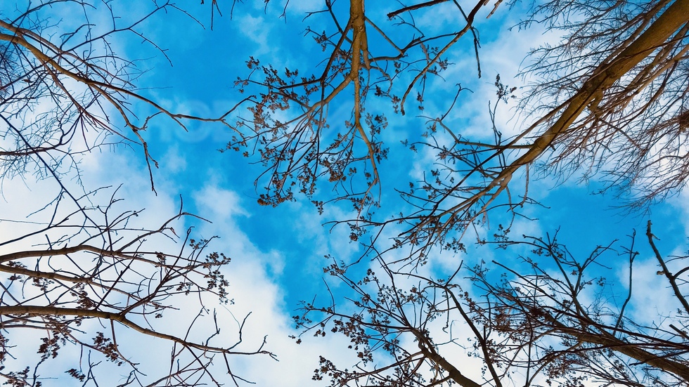 Поглед нагоре през зимните голи клони