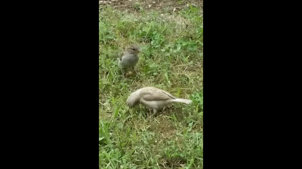 Бяло врабче в парка на Силистра