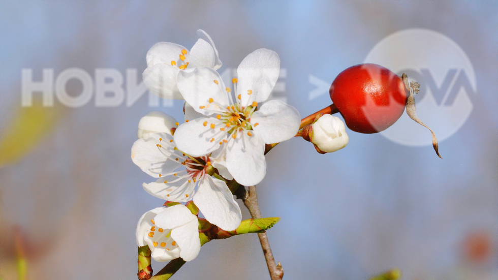 Пролетно вълшебство..