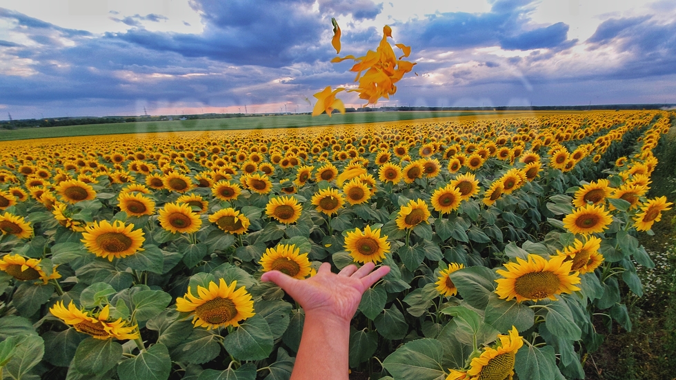 Код жълто в златна Добруджа