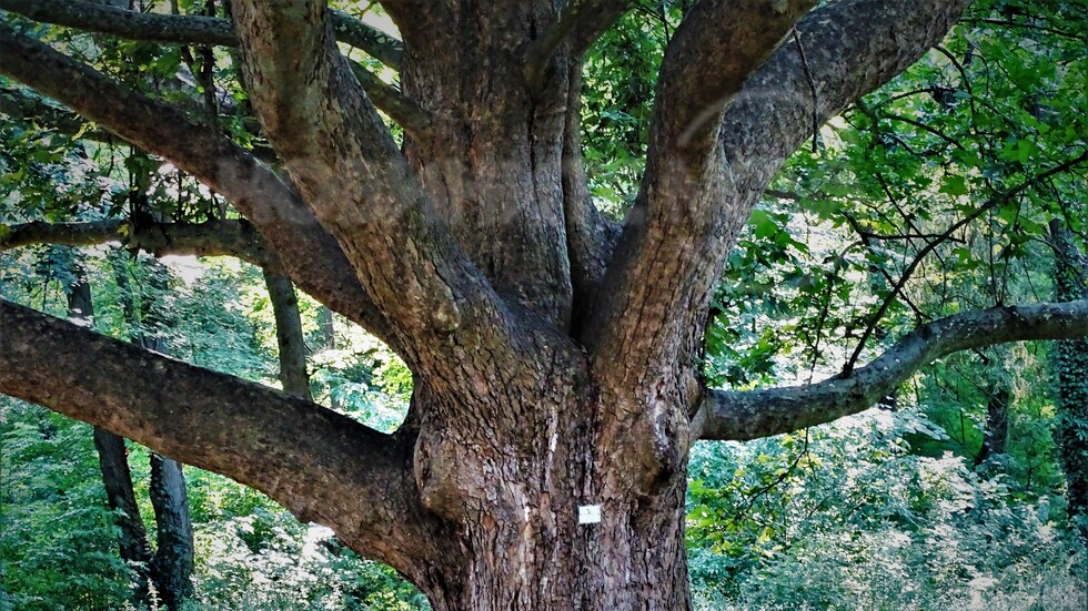 Под сянката на грамадното дърво в Кайлъка!