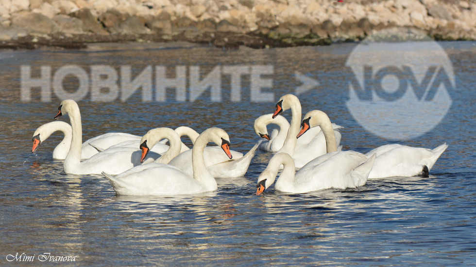 Съвършенство, хармония, красота