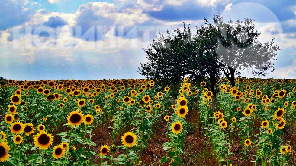 Сезонът на слънчогледите