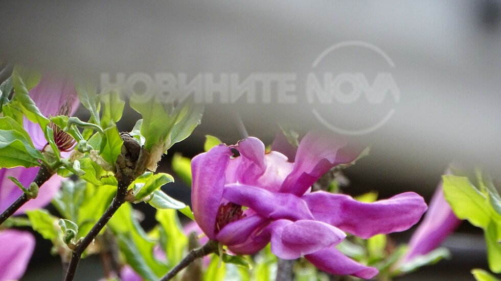 Розово лилав цвят на пролетта!