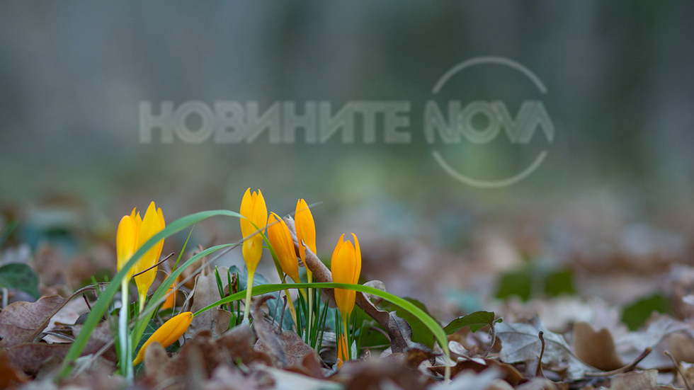 Горски пламъчета