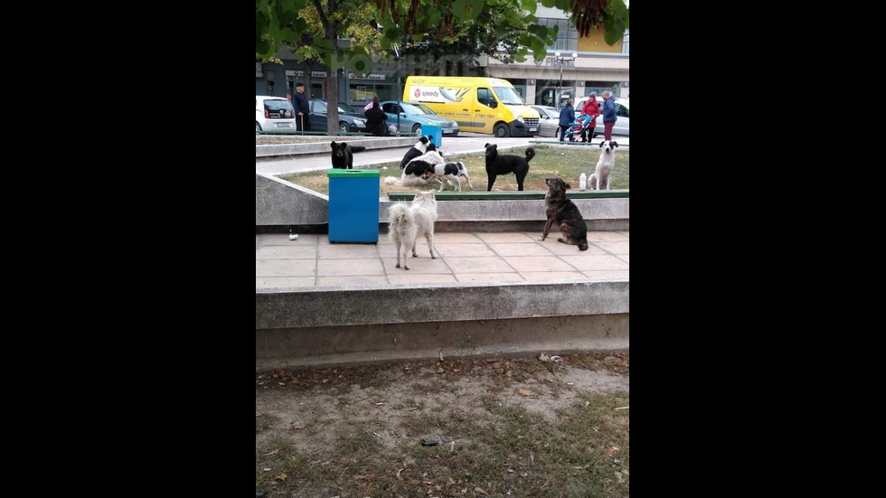 Кучета се разхождат в центъра