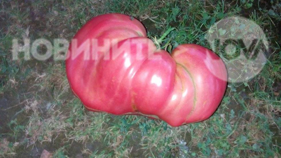 Домат от нашата зеленчукова градина