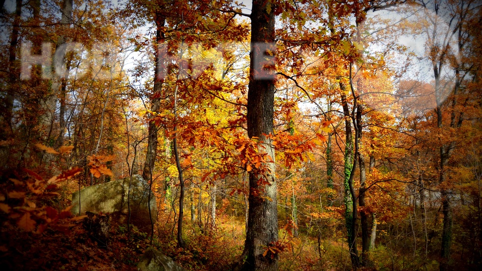 Есенно в гората