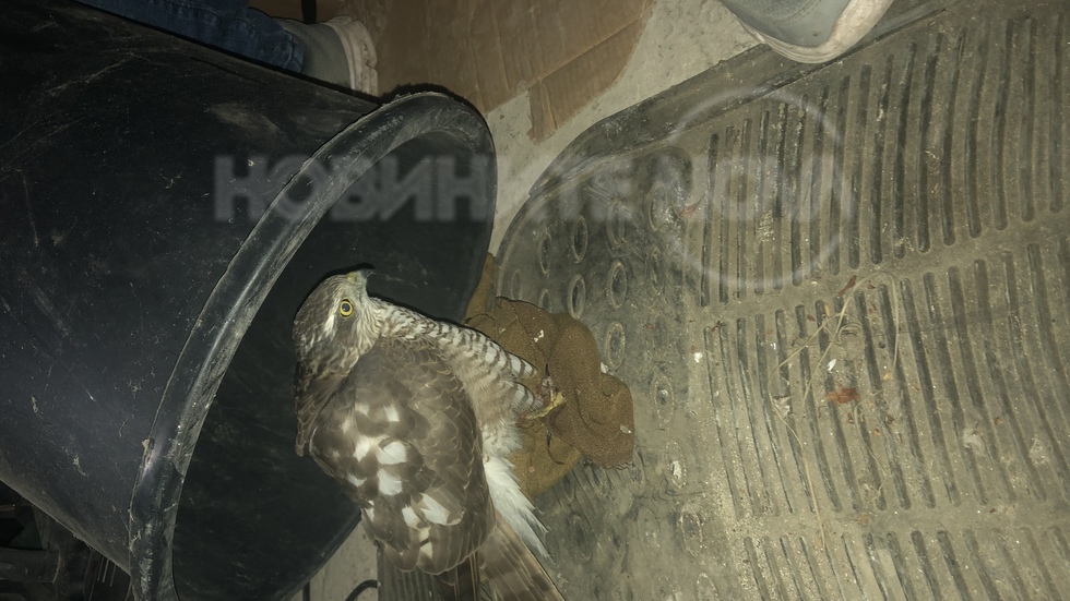 Намерен млад сокол