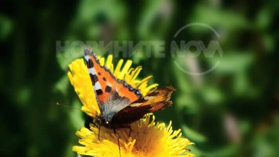 Пеперудено