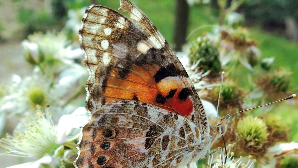 Пеперуден свят!