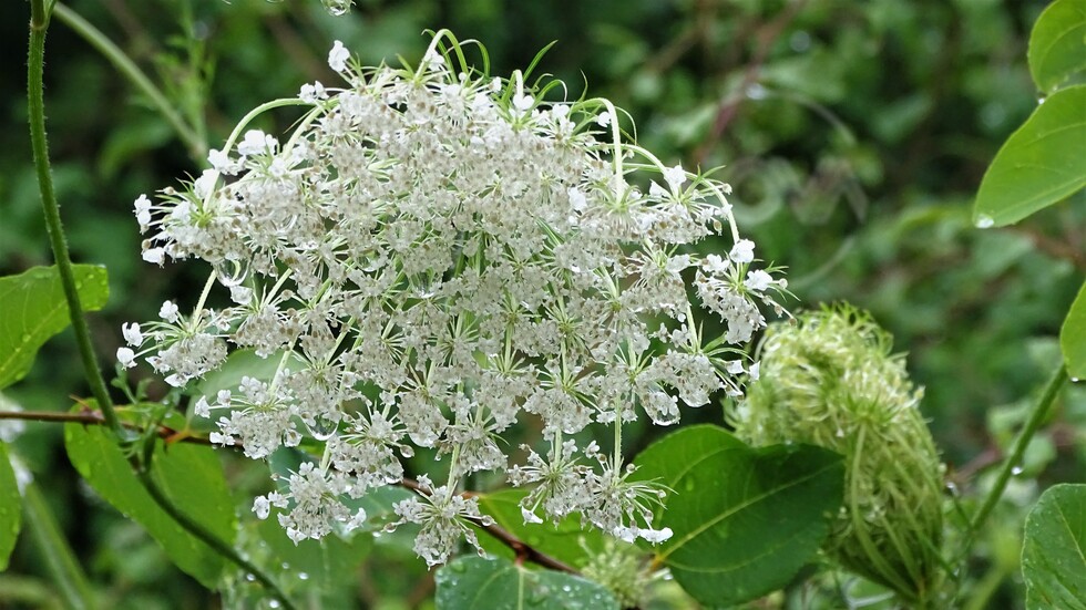 Мокри от дъжда!