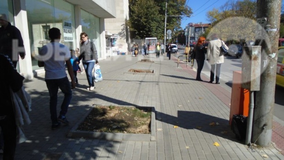 Умъртвиха емблематични дървета във Варна