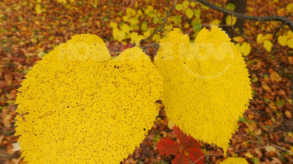 Приказна есен в парка