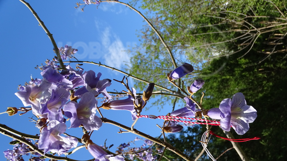 Поздрав от Рупите!