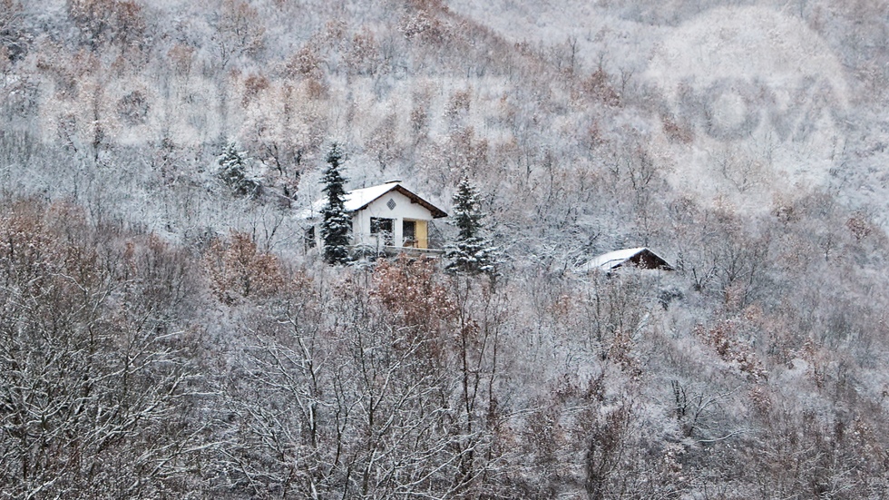 Зима в гората