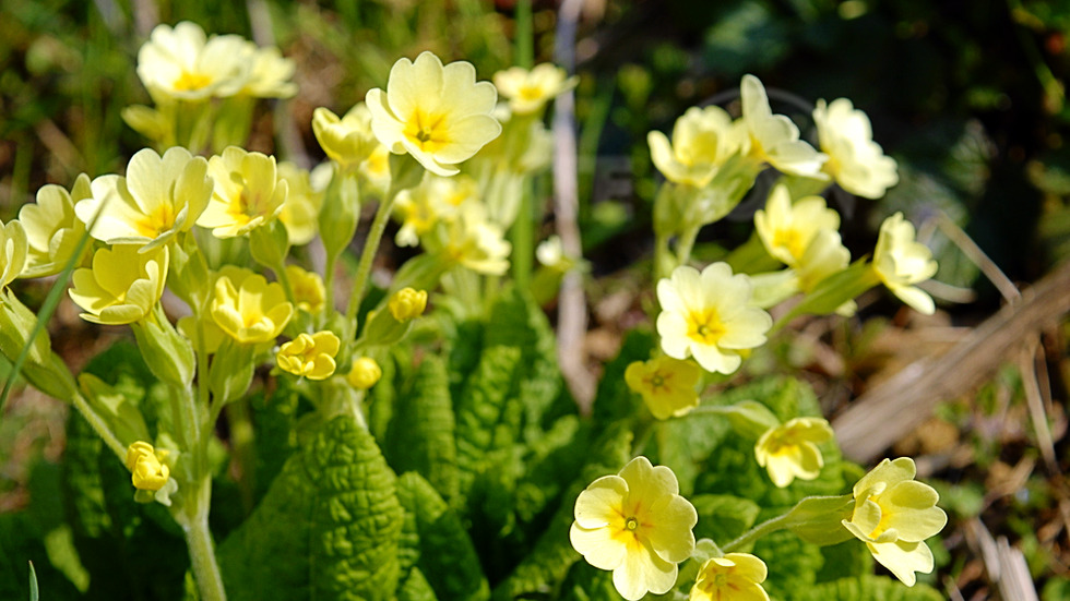 Горска иглика