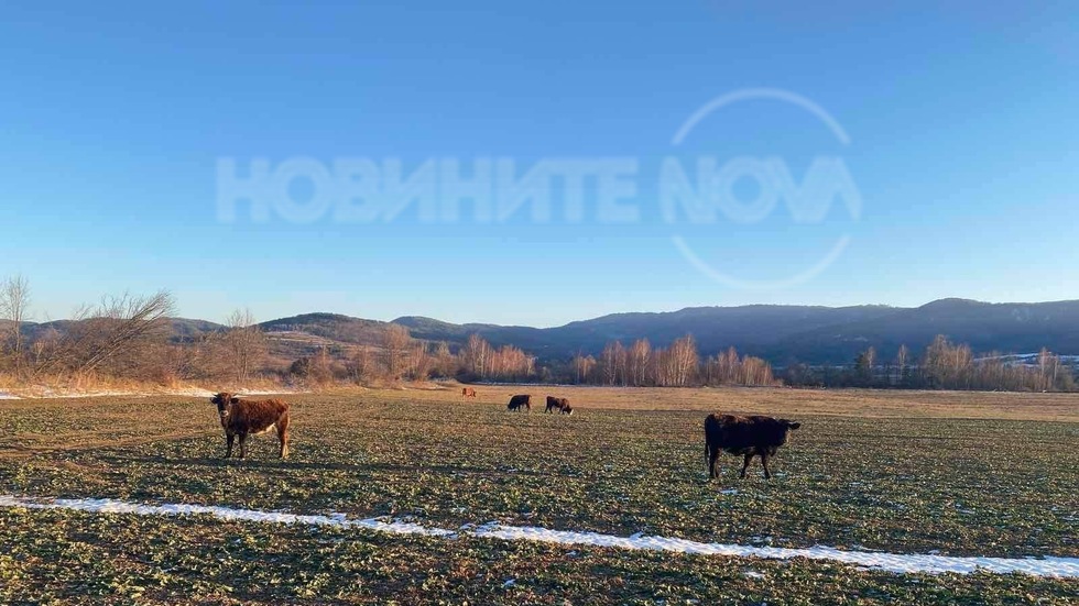 Нашествие на сръбски крави