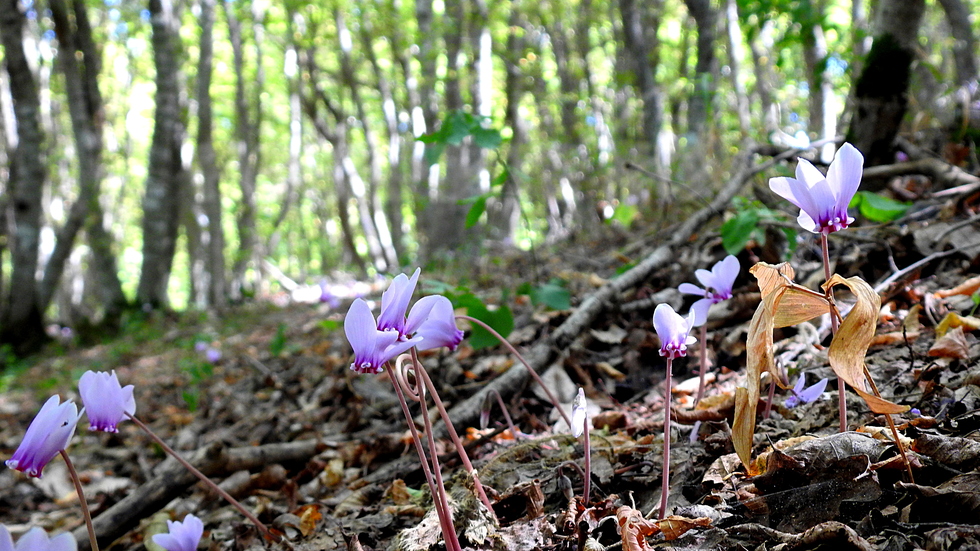 Здравей, Септември!