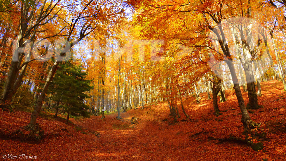 В приказната есенна гора
