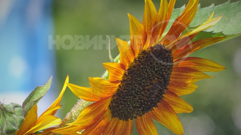 Радостта на лятото