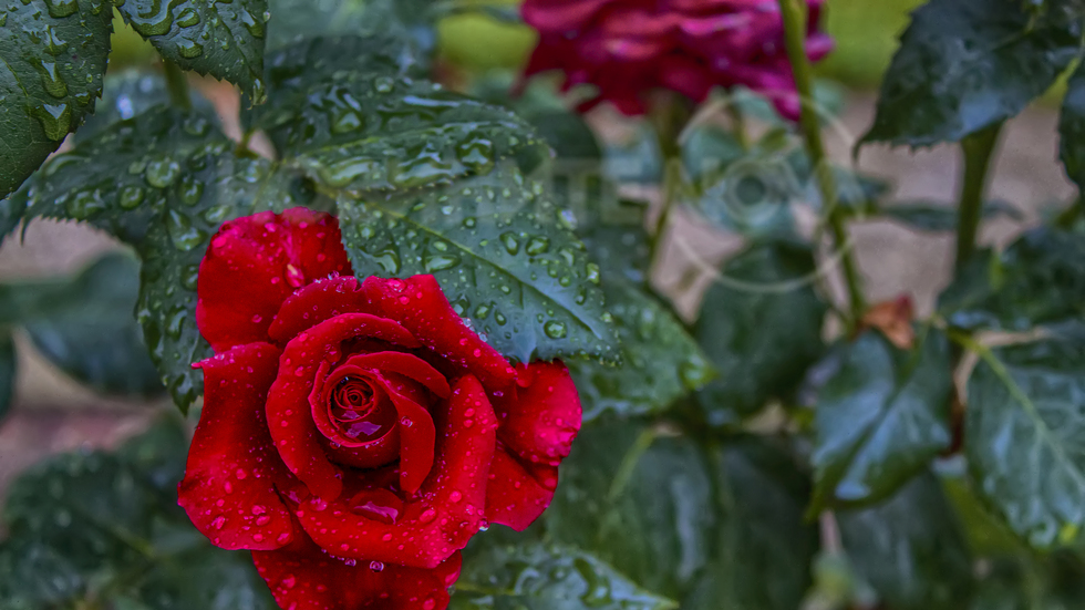 Дъждовна роза