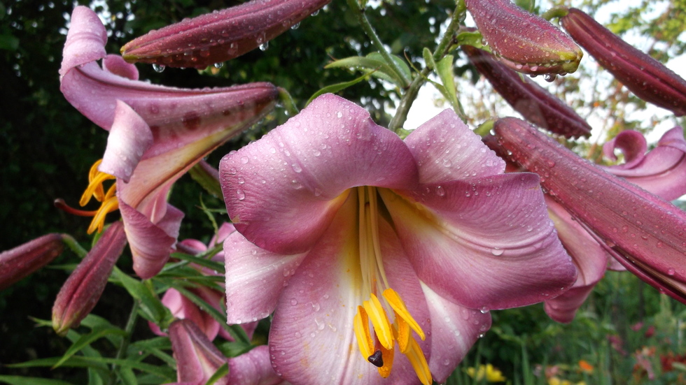 Уникално красив лилиум от моята градина!