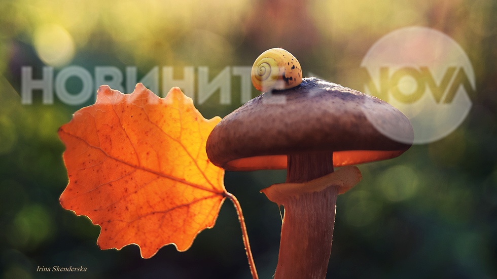 Картинките на есента