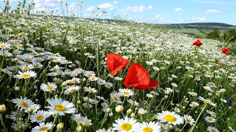 Майски прелести!