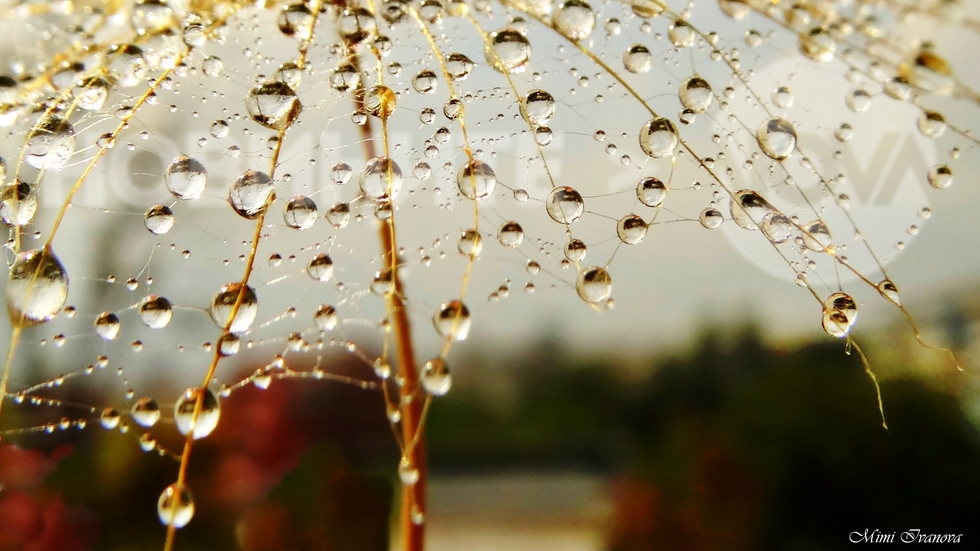Уловена красота в дъжда