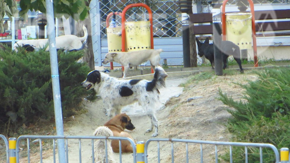 Кучета в район Приморски