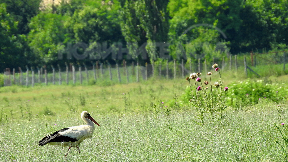 Селска идилия!