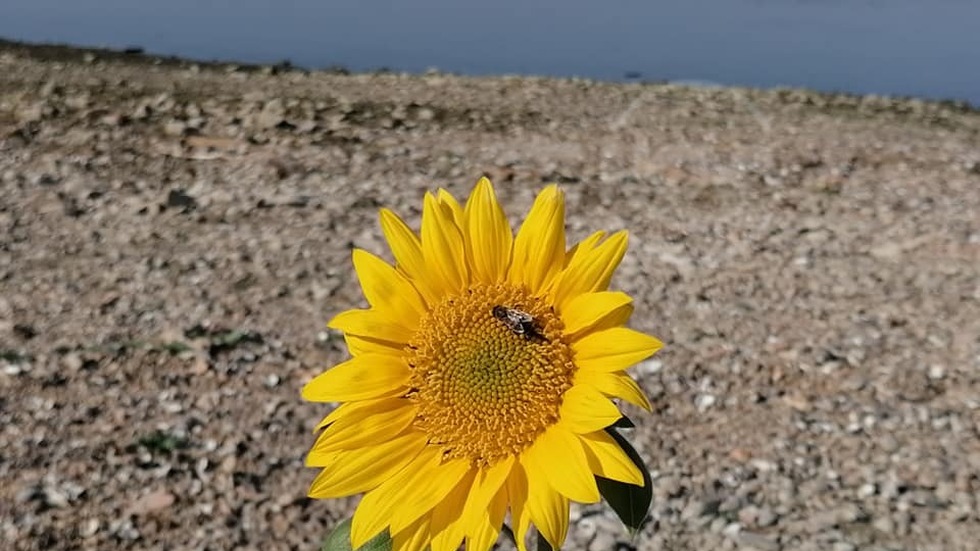 Лято без край