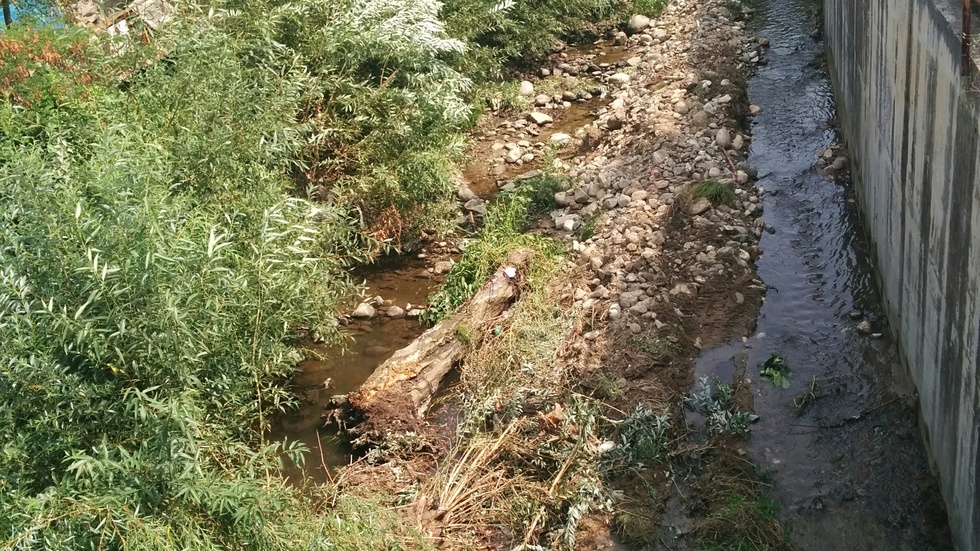 Разтящи дървета в реката, минаваща през центъра на Дупница