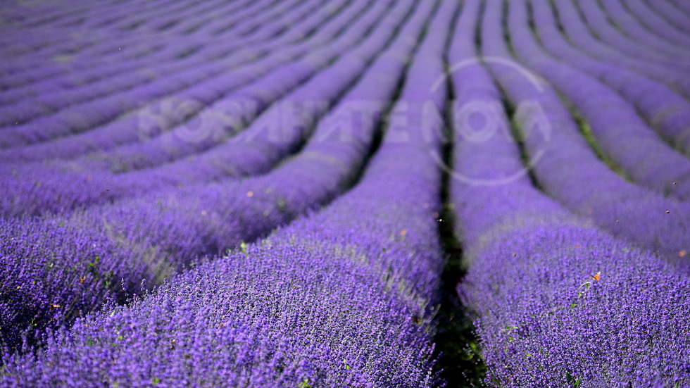 Красива, лавандулова безкрайност!