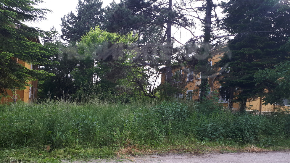 Неокосена трева в Добрич, общината мълчи