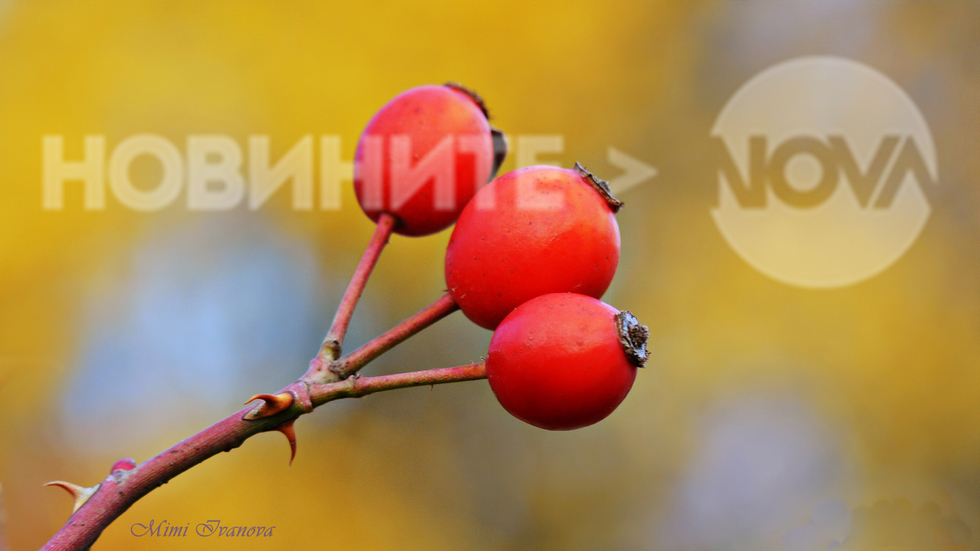 Усмихнато да ви е и в днешния невероятен ден!