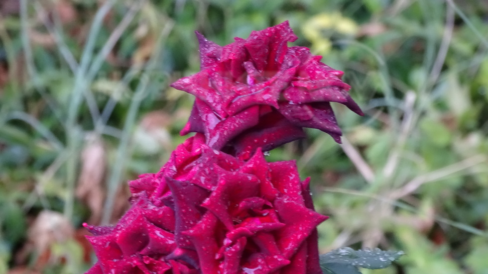 Красота и в дъжда!