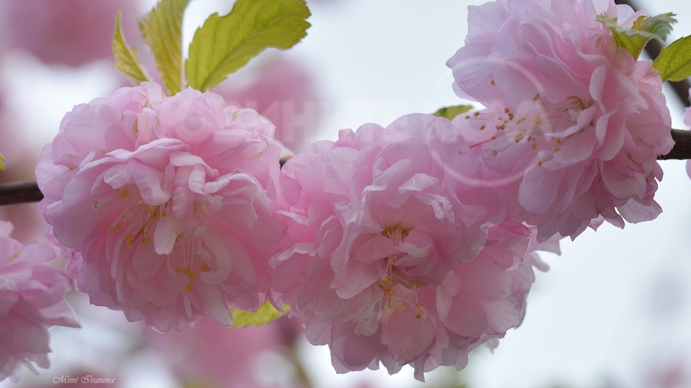 Ефирна нежност..