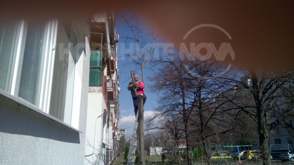 Отрязано дърво