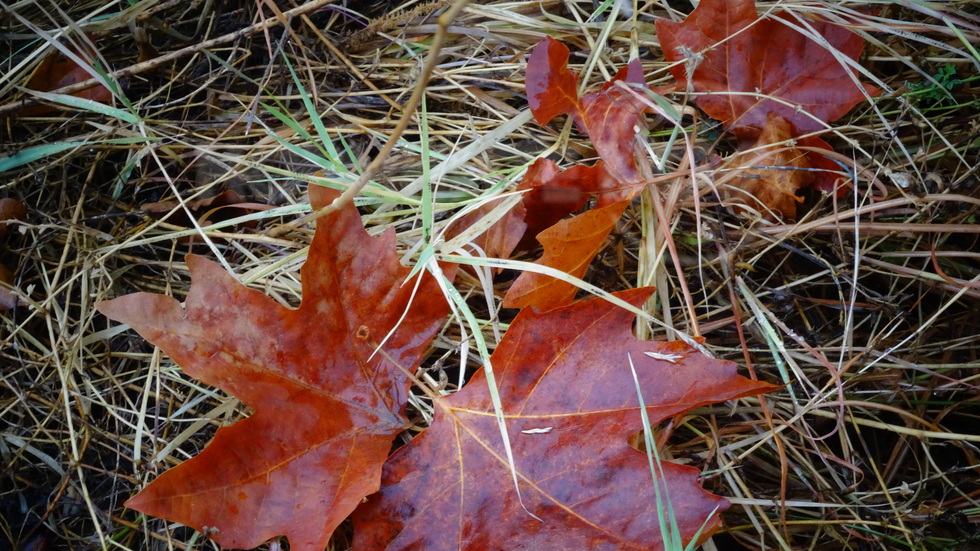 Мокра есен!