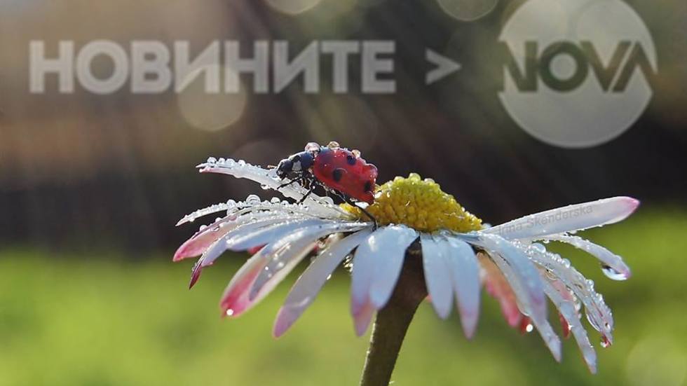 Погалена от слънчеви лъчи