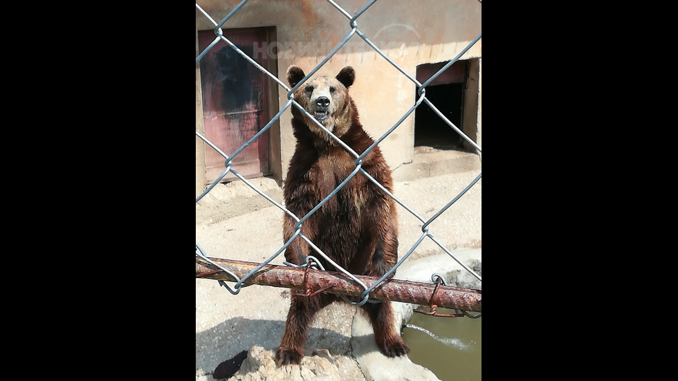 Мечката Веско от зоологическа градина "Павликени"
