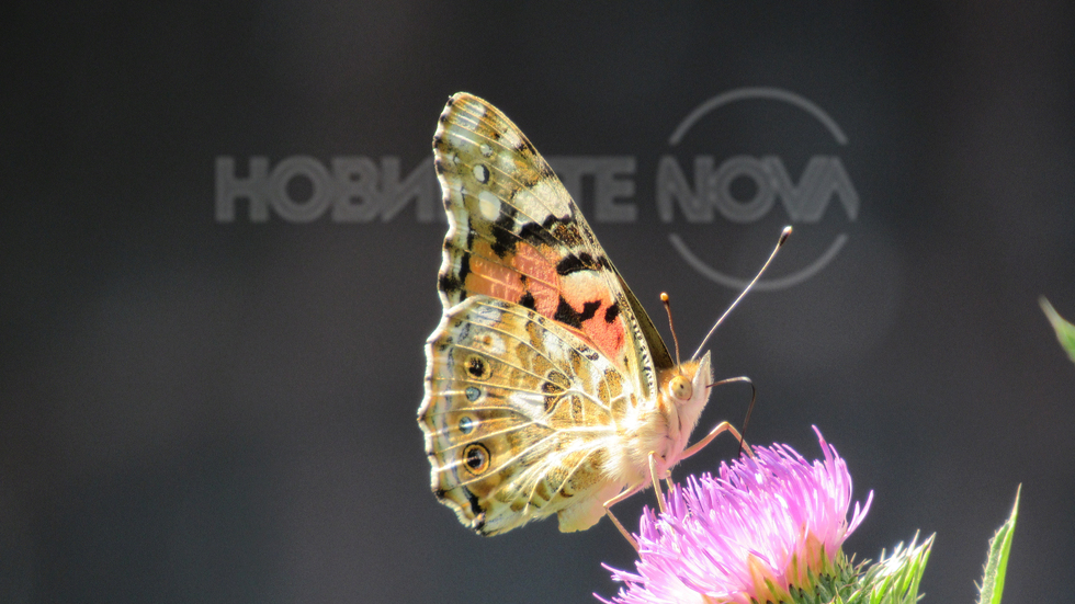 Магарешки бодил,