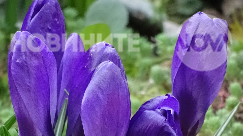 Лилавата нежност