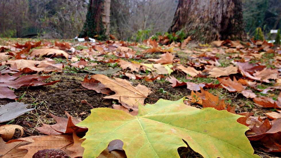 Пъстроцветно килимче в есенната гора