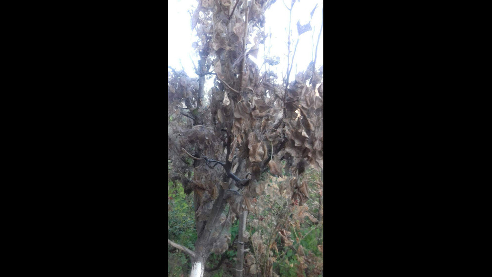 Американска гъсеница